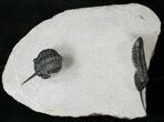 New Species Of Morocconites? Trilobite - Double #17380-1